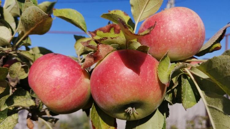 В садовых товариществах Невинномысска развернулась яблочная ярмарка