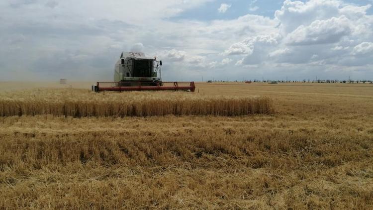 На Ставрополье возобновлена уборка зерновых культур
