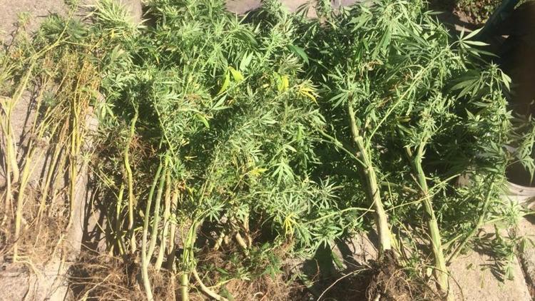 В Минераловодском округе 58-летний мужчина высадил «плантацию» конопли