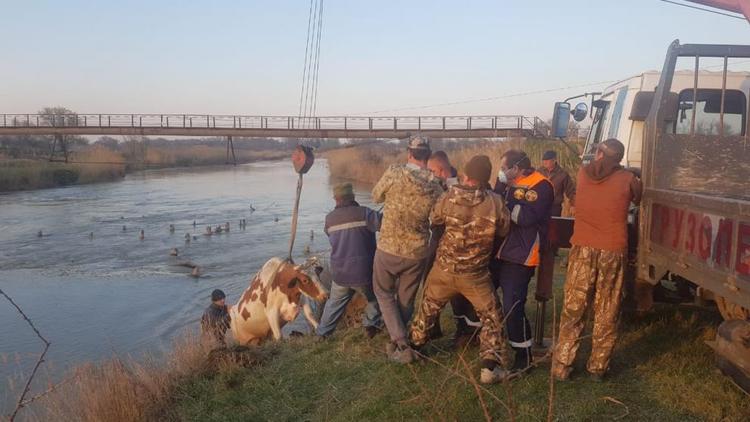На Ставрополье спасатели вытащили корову из реки Егорлык
