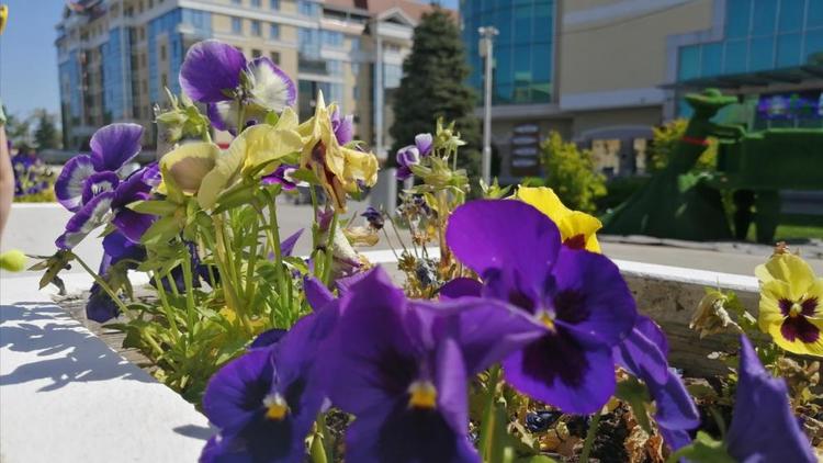 В Ставрополе построят ещё две цветочные теплицы