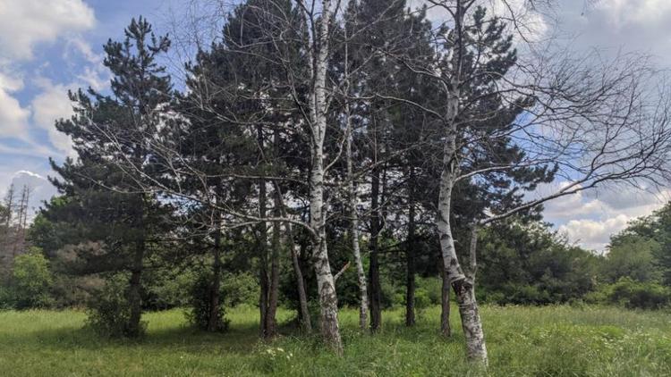 В дендрарии Михайловска деревья оказались на грани исчезновения