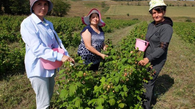Экологически чистые ягоды выращивают в Предгорном округе Ставрополья