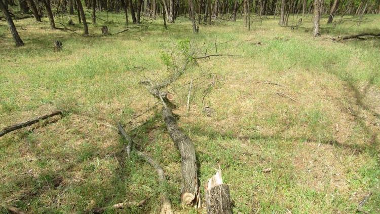 На Ставрополье мужчина не мог разместить пасеку из-за деревьев и незаконно срубил их