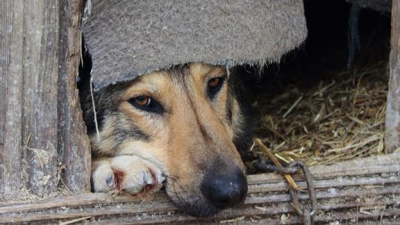 В Кисловодске на раздаче животных можно взять питомца под свою опеку