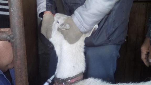В Кисловодске против бешенства вакцинировали сотню собак и кошек