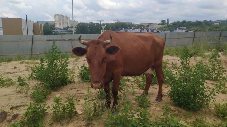 В Кисловодске поймали семь коров