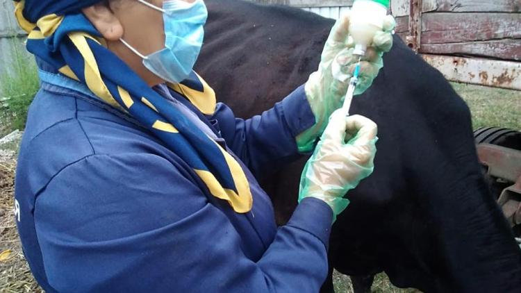 В Георгиевском округе Ставрополья продолжается вакцинация сельхозживотных