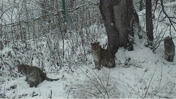 На Кавказе восстанавливают вид «краснокнижных» леопардов
