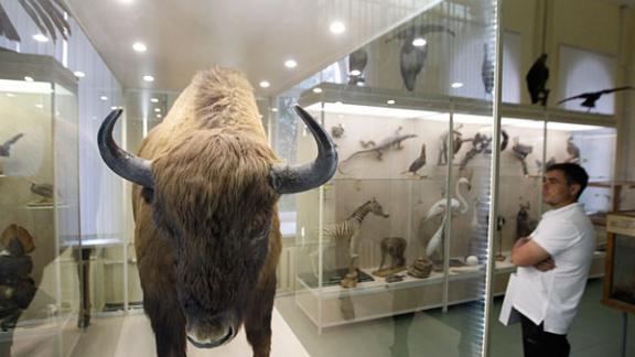 Сотрудники музея-заповедника расскажут о доисторической фауне Ставрополья в режиме онлайн
