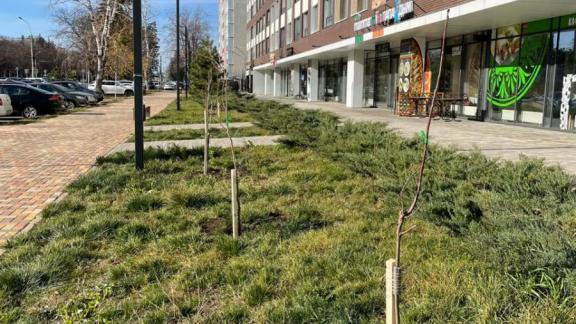 Около 400 молодых деревьев высадили осенью во дворах Ставрополя