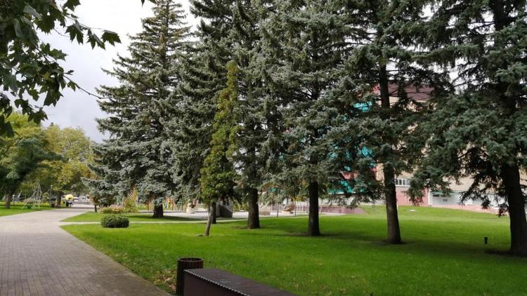 В Ставрополе в прошлом году высадили около 7,5 тысячи деревьев