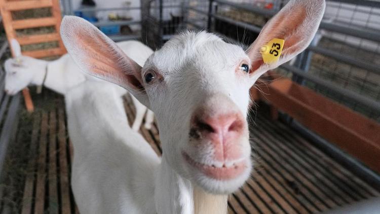 В Благодарненском округе Ставрополья начали вакцинацию домашних коз от ящура