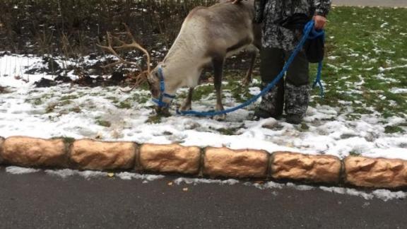В парке Победы Ставрополя мужчина выгуливал оленя