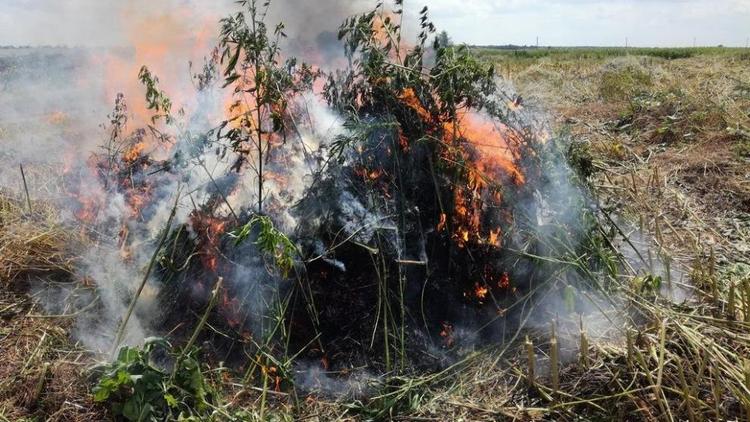 8 тысяч кустов конопли уничтожили в Степновском районе Ставрополья