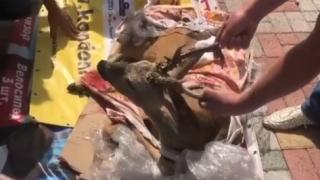 Ветеринары ставропольского зоопарка спасают жизнь сбитого на трассе оленя