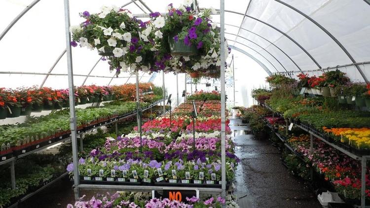 Новый цветочный комплекс «Горзеленстроя» начнёт работу в Ставрополе весной