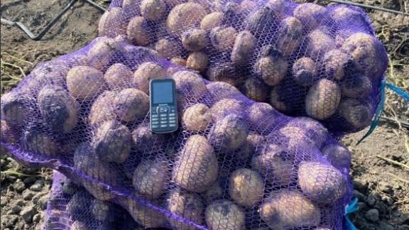 Для выращивания картофеля на Ставрополье используют новые технологии