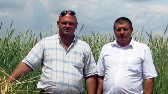 В колхозе «Дружба» испытывают новые сорта пшеницы