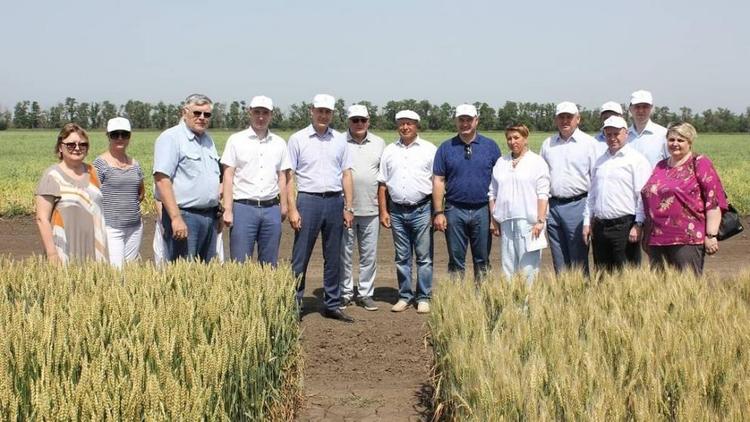 Аграрии Ставрополья всё активнее внедряют сорта зерновых местной селекции