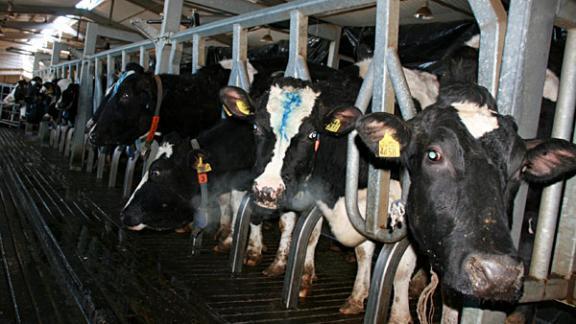 Итоги 21 инвестпроекта в сфере животноводства обсудили в минсельхозе Ставрополья
