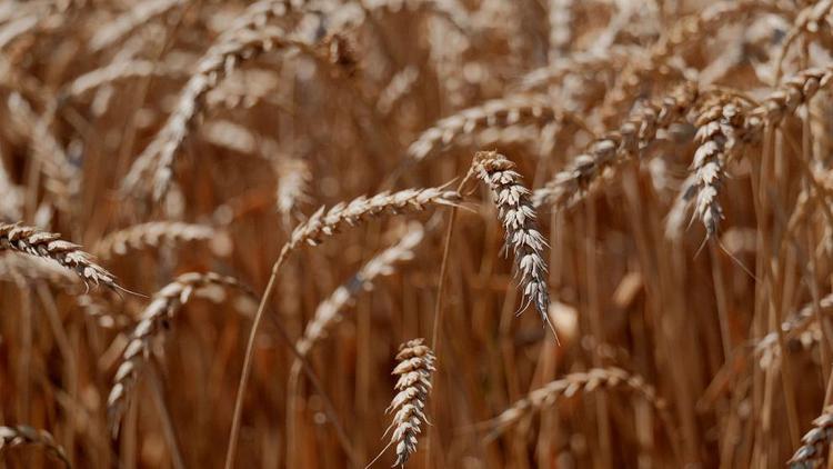 Ростовские аграрии в 2021 году побили собственный рекорд по сбору зерновых