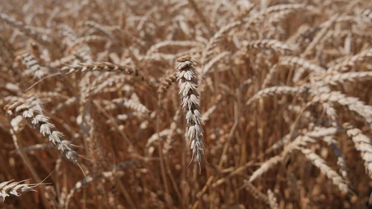  Два сельхозпредприятия Андроповского округа Ставрополья завершили жатву