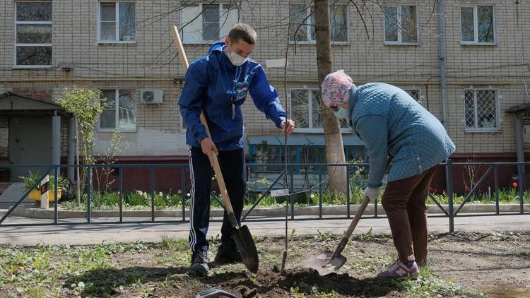 Около тысячи новых деревьев появятся во дворах Ставрополя в 2023 году