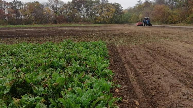 Аграрии Ставрополья получили страховые возмещения за урожай 2021 года