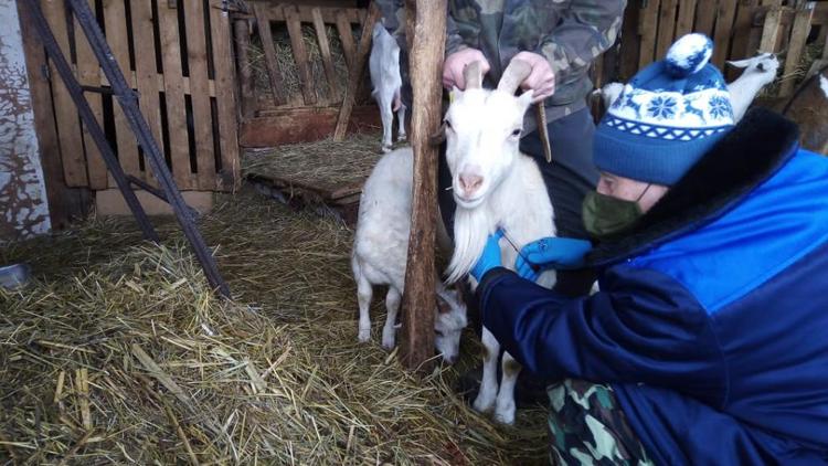 В Пятигорске исследуют животных на бруцеллёз и туберкулёз