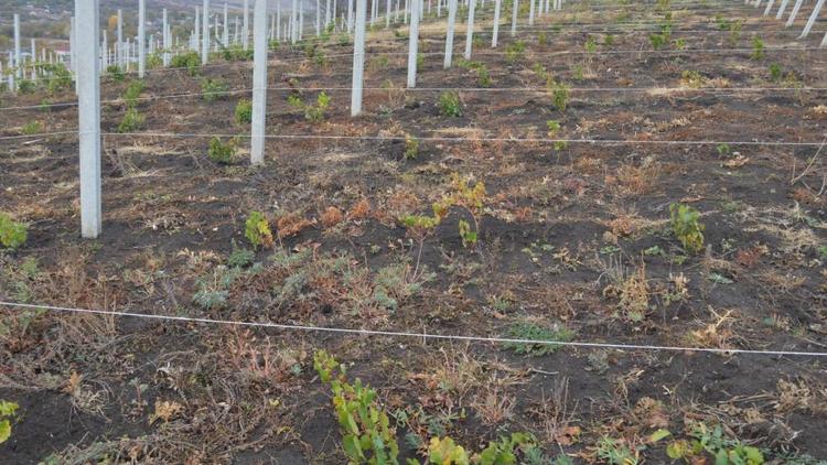 На Ставрополье выделено 83,9 млн рублей на содержание виноградников