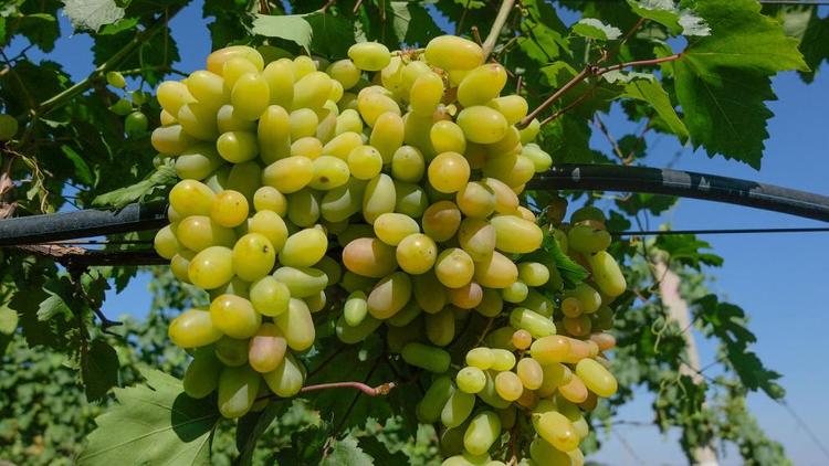 На Ставрополье собрали 27 тысяч тонн винограда