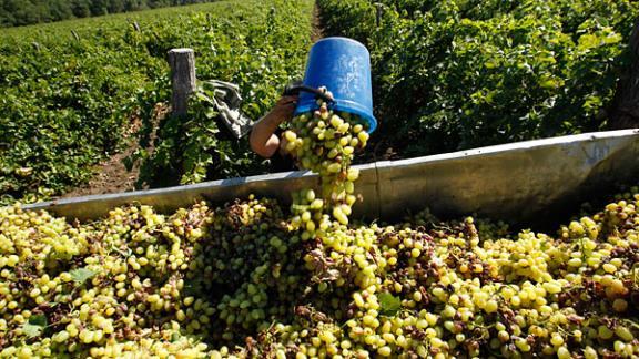 Более 130 тонн винограда собрано на Ставрополье