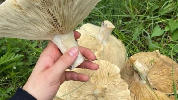На Ставрополье объяснили появление грибов-гигантов в селе Александровском