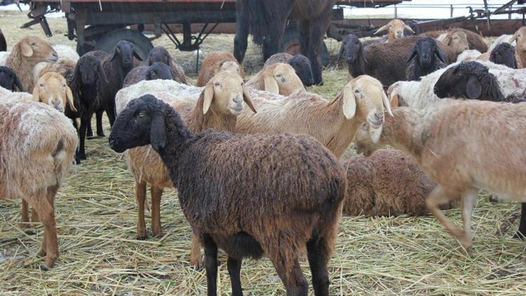На Ставрополье у овцеводов началась окотная кампания