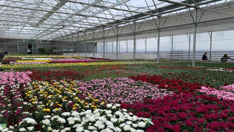 Более миллиона цветов в год выращивают в Предгорном округе Ставрополья