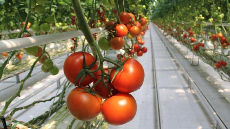Ставрополье вошло в число лидеров среди регионов России по производству тепличных овощей