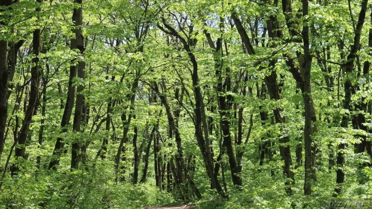 В Железноводске на месте погибших от обледенения деревьев высадят новые