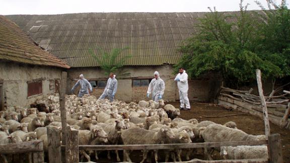 Попытка тайно вывезти больных бруцеллезом овец пресечена в Георгиевском районе