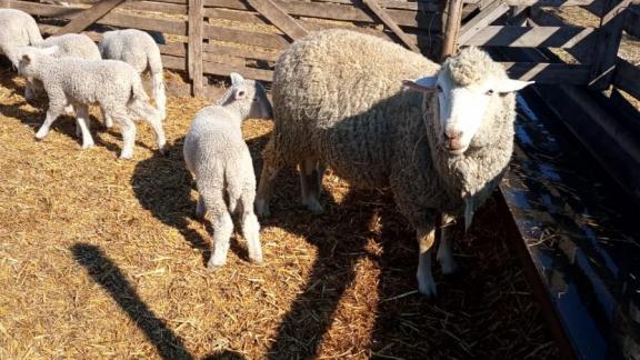 В Степновском округе Ставрополья набирает обороты кампания по приёму молодняка в овцеводстве