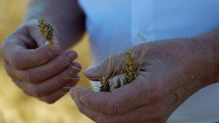 На Ставрополье учёные выращивают сорта пшеницы с наилучшими характеристиками