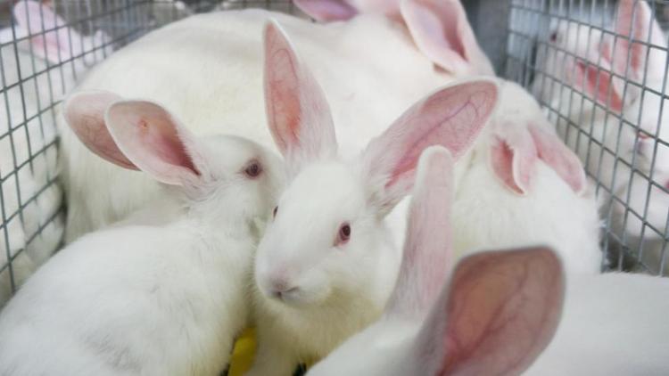На Ставрополье планируют нарастить производство крольчатины