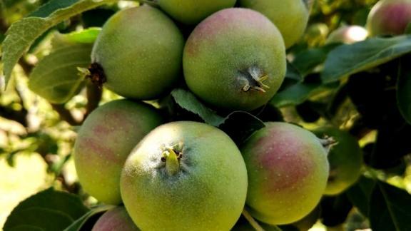 В Новоалександровском округе высадили 11 яблоневых садов