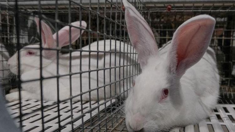 Кроликов и продукты похитила у соседей рецидивистка в селе Иргаклы