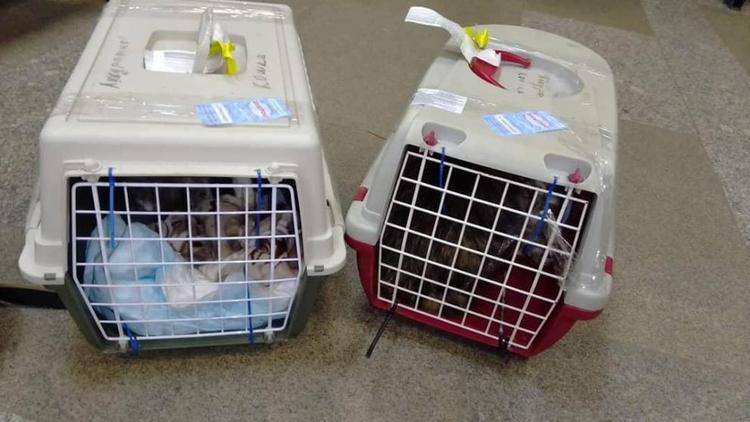 Две спасённые кошки из Ессентуков отправились в Мурманск