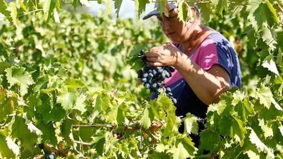 На Ставрополье собрали более 121 тонны винограда