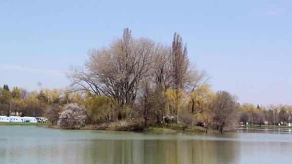 В Ессентуках на городском озере появились водяные лилии