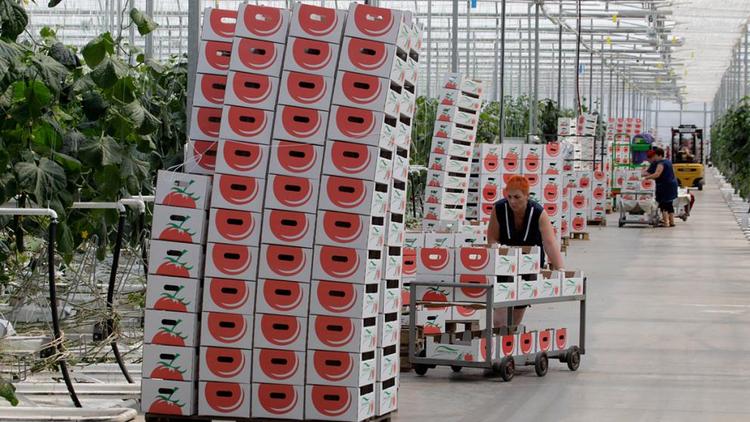 Более 76 тысяч тонн тепличных овощей собрали на Ставрополье