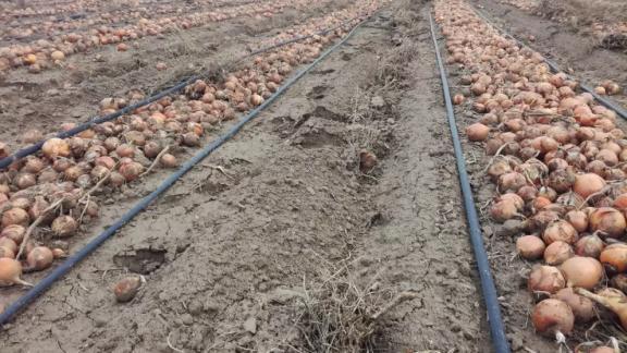Ставропольские овощеводы собрали более 18 тысяч тонн картофеля