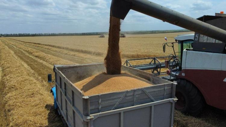 В Предгорном округе Ставрополья приступили к обмолоту озимой пшеницы